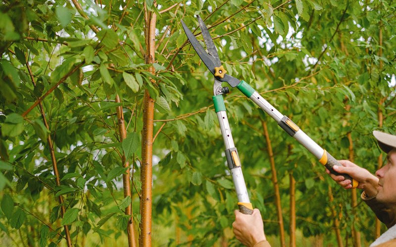Tree trimming in Ontario, OR